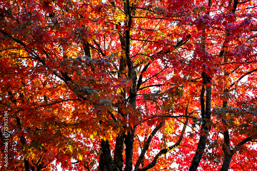 Brilliant Autumn Foliage Against a Blue Sky