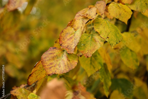 Close-up of Autumn Leaves Changing from Green to Yellow