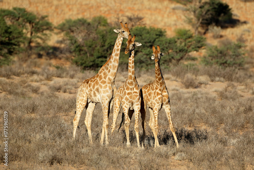 Photography Three giraffes (Giraffa camelopardalis) standing in natural habitat, Kalahari de