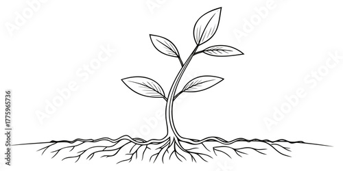 Vector a plant with leaves and roots is shown in a black and white line drawing against a white background