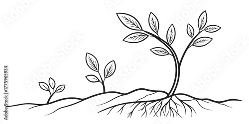 Vector progression of plant growth stages from seedling to mature plant with leaves and root system shown in line art