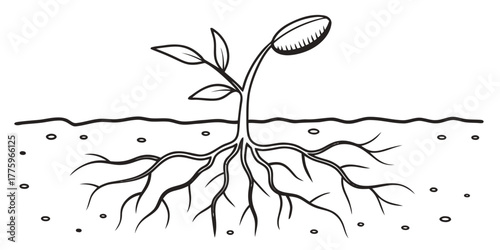 Vector illustration of a young plant with visible roots in the soil in black and white outline style