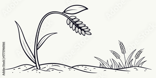 Vector illustration of a wheat plant with leaves and grains in a field, outlined in black and white style
