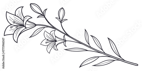 Vector detailed line drawing of lilies on a stem with leaves and buds in a monochrome illustration style