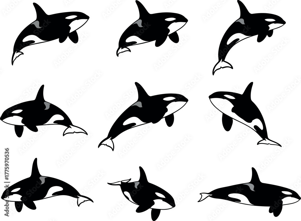 Obraz premium Collection of nine orca whale illustrations in various dynamic poses, isolated on a white background