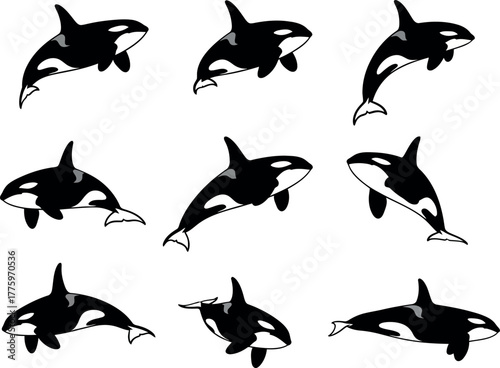 Collection of nine orca whale illustrations in various dynamic poses, isolated on a white background