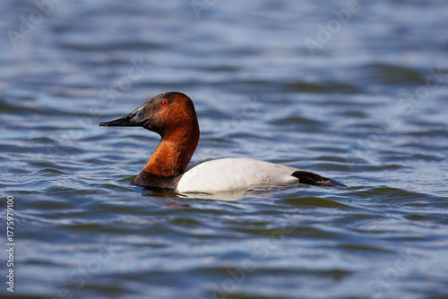 Male Canvasback Duck, Aythya valisineria, Diving Sequence 1