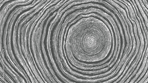 Close up of grey and white tree rings texture pattern wood