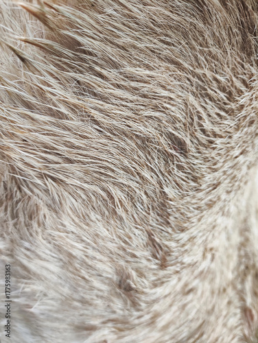 Extreme close-up macro shot of light brown and gray goat fur or hair. Soft, natural texture and fine detail, perfect for wildlife, fashion, or abstract backgrounds.