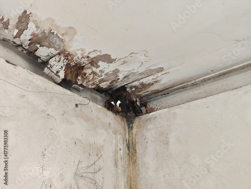 Severe water damage in a house corner, showing peeling paint, mold, and stains on the ceiling and wall. A clear sign of a leaking roof and property maintenance issues.