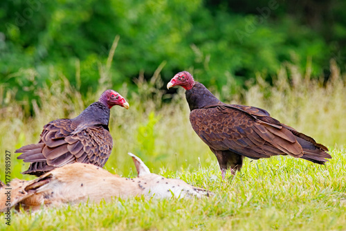 Φωτογραφία Turkey Vultures, Cathartes aura, standing behind a deer carcass