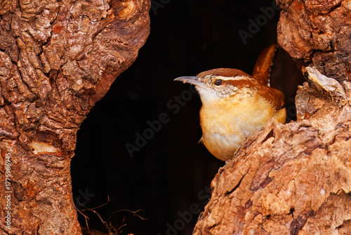 Vászonkép Carolina Wren, Thryothorus ludovicianus