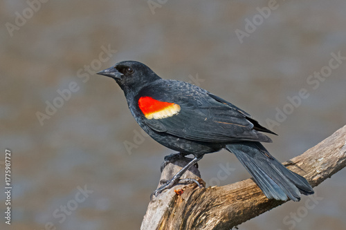 A male Red-Winged Blackbird, Agelaius phoeniceus.