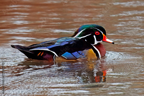 Wood duck, Aix sponsa, male