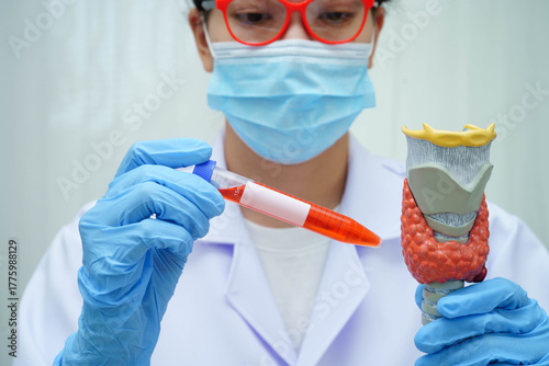 Doctor holding thyroid gland model and blood sample test tube in laboratory.