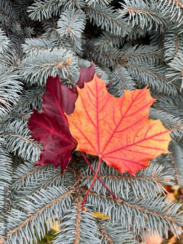 Autumn leaves, maple leaf on a spruce tree