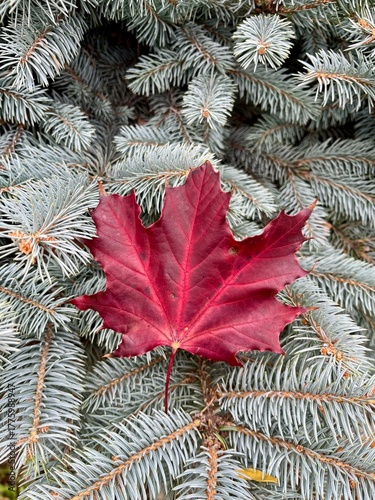 Autumn leaves, maple leaf on a spruce tree