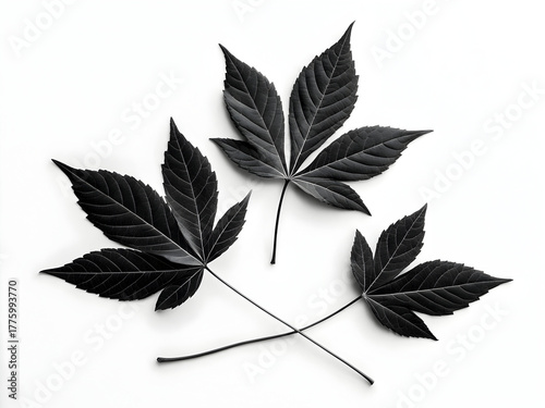 Three striking black palmate leaves arranged on a pure white background in a graphic, high-contrast composition