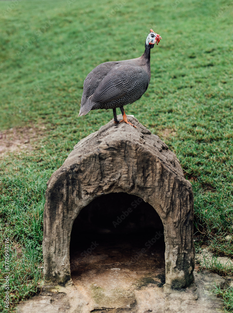 Fototapeta premium Guinea Fowl Standing on Rock Perch in Green Outdoor Setting