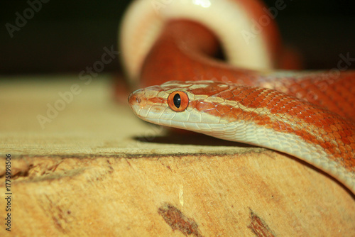 Close up head shot of an African house snake side profile with unique stripe pattern on horizontal orientation