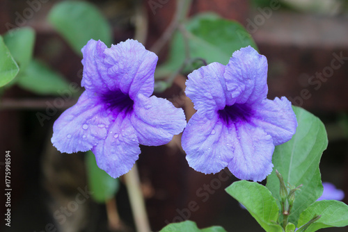 Close up shots of two wild purple petunia flowers in full bloom with morning dew on horizontal orientation