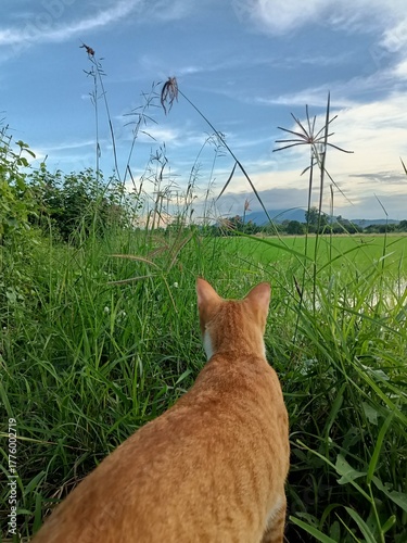 A cute orange kitten sits on green grass with his back to the camera, looking at the natural view of the mountains in the background.