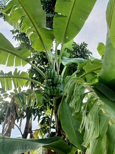 A tropical fruit tree with green leaves in a refreshing summer garden or agricultural field.
