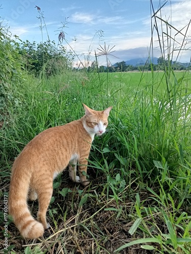 Cute small domestic kitten with tabby fur and bright eyes sits on the green garden grass in nature