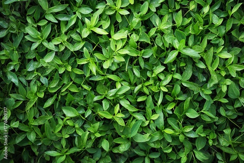 Wallpaper Mural Fresh green leaf texture with natural foliage pattern and organic garden background, generative ai Torontodigital.ca