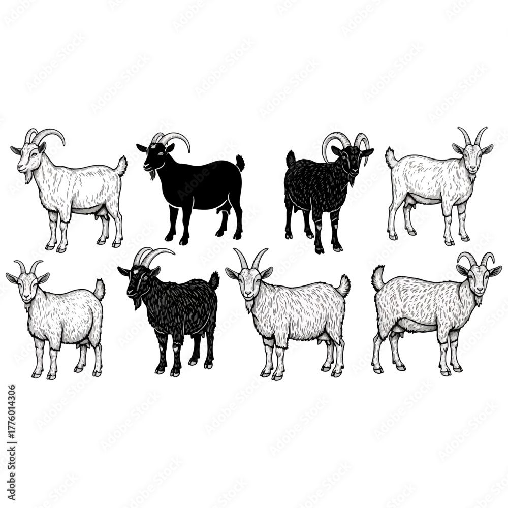 Fototapeta premium Collection of standing goats, farm animals, diverse colors, livestock, rural, domestic mammals, agriculture, nature