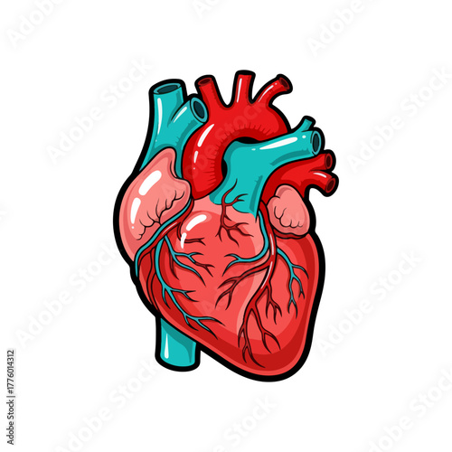 Colorful human heart anatomy illustration, vital organ, internal structure, cardiovascular system art