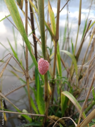 Close-up of snail eggs clinging to the tops of grass on the water surface in a rice field.