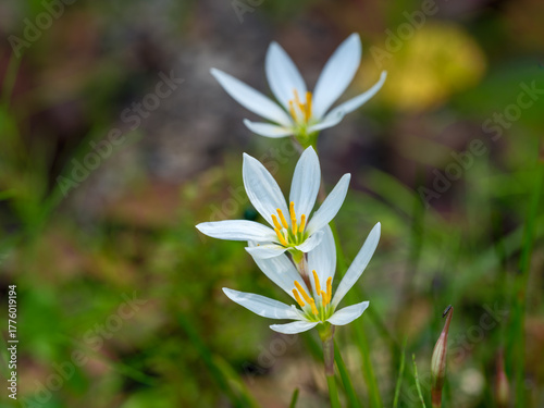 Close-up of a white Autumn Zephyrlily (Zephyranthes candida) flower in autumn.