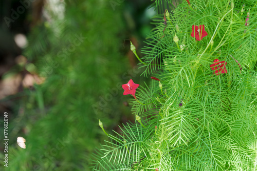 Close-up of red Cypress vine (Star Glory) flowers blooming in summer.