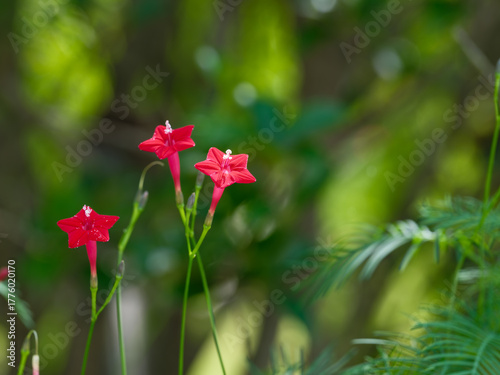 Close-up of red Cypress vine (Star Glory) flowers blooming in summer.