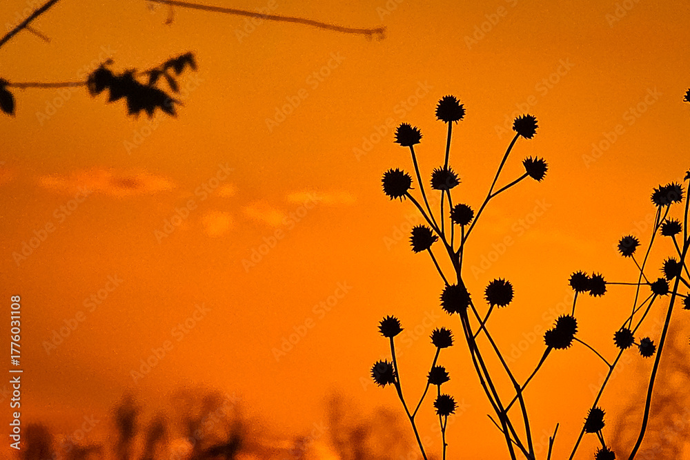 Obraz premium Silhouette of wildflowers against a golden sunset sky