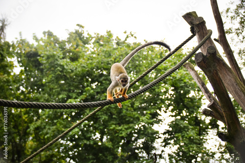 Canvas Print Spider monkey climbing wooden structures with ropes in zoo enclosure