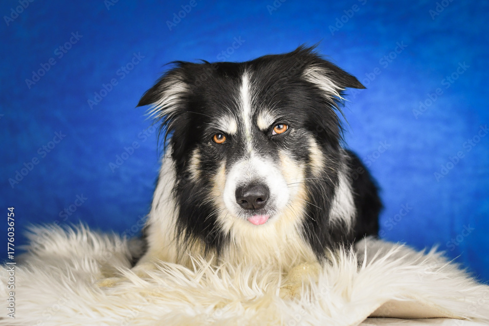 Fototapeta premium Calm Border Collie Posing Against Blue Background. A well-groomed black and white Border Collie is lying on a soft white faux fur blanket, placed over a crumpled white sheet. The dog gazes calmly