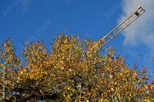 building crane in the morning on a blue sky with an autumnal col