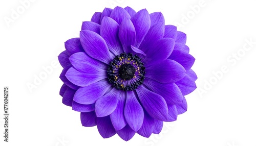 A single anemone flower, vivid violet petals radiating from a dark, textured center, set against a white background