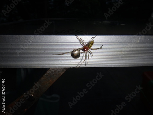 poisonous spider roaming the campsite at night