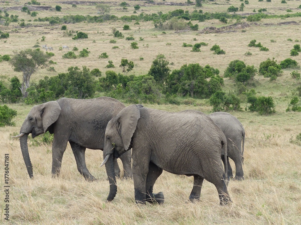 Fototapeta premium Group of Elephants in the Arid Steppe Landscape of the Masai Mara Reserve with Green Bushes, Kenya, Africa