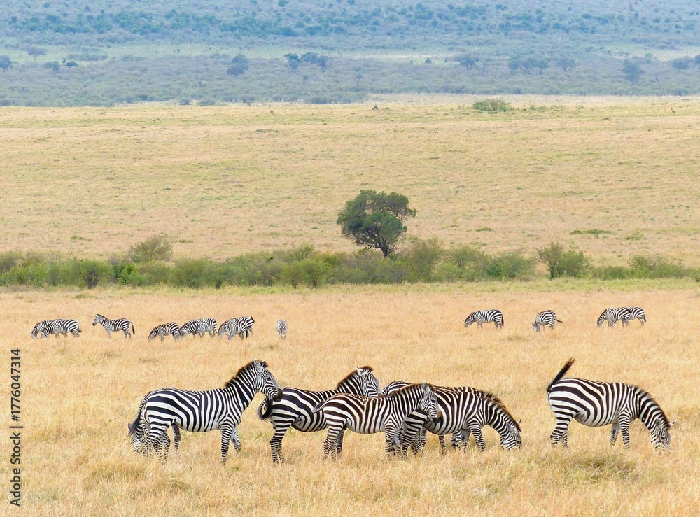 Obraz premium A unique wildlife moment showing a zebra herd standing together in the dry steppe with green vegetation in the Masai Mara Reserve, Africa