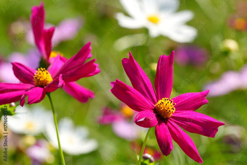 Obraz premium 宮崎県西都市の西都原古墳群のコスモス