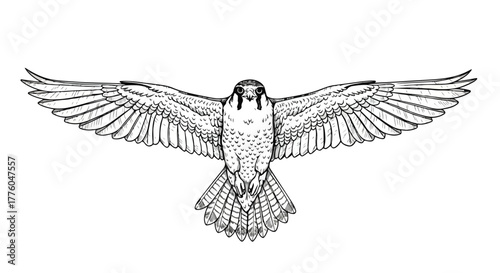 Falcon flying with open wings wildlife vector line art illustration.