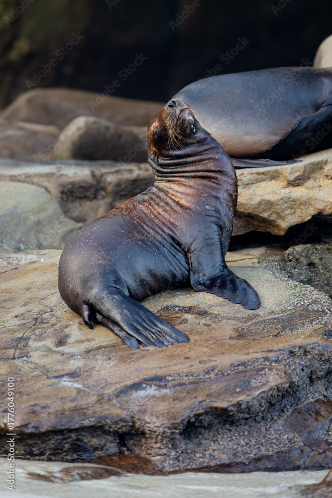 Fototapeta premium baby sea lion