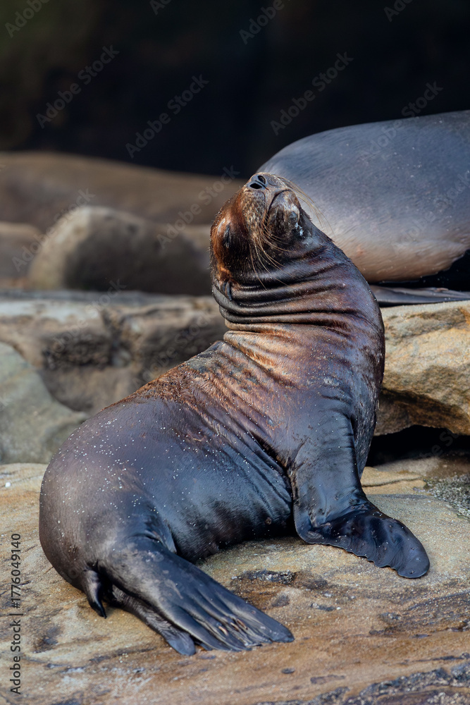 Obraz premium baby sea lion