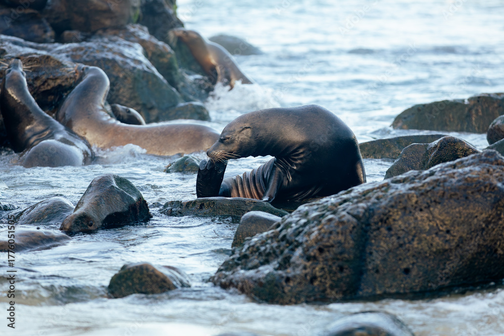 Fototapeta premium california sea lion