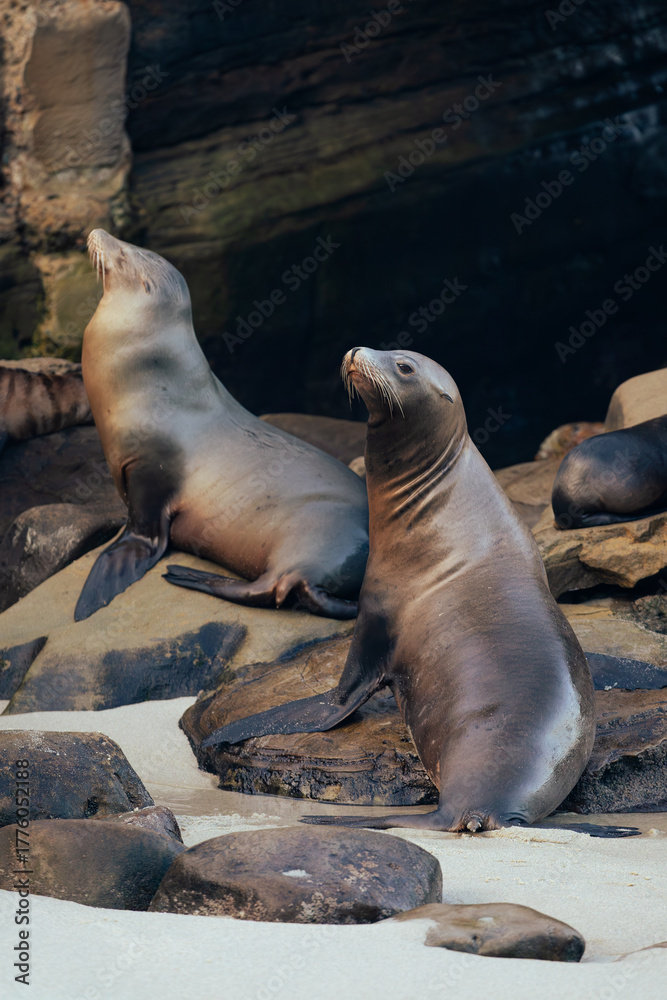 Fototapeta premium sea lions on the rocks