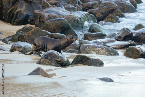 sea lion running on the beach